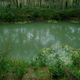 A one year old pond.